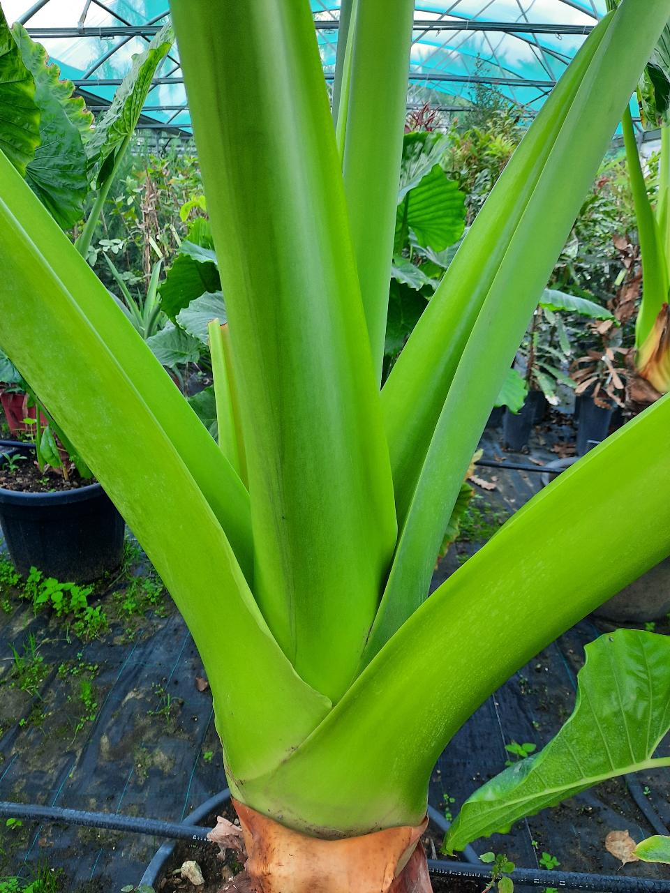 Alocasia, detta anche "orecchie di elefante" ORNAMENTALE vaso 60 - 70