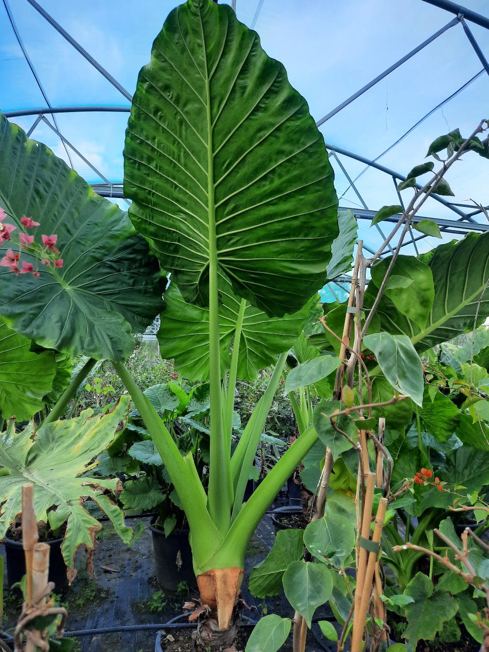 Alocasia, detta anche "orecchie di elefante" ORNAMENTALE vaso 60 - 70