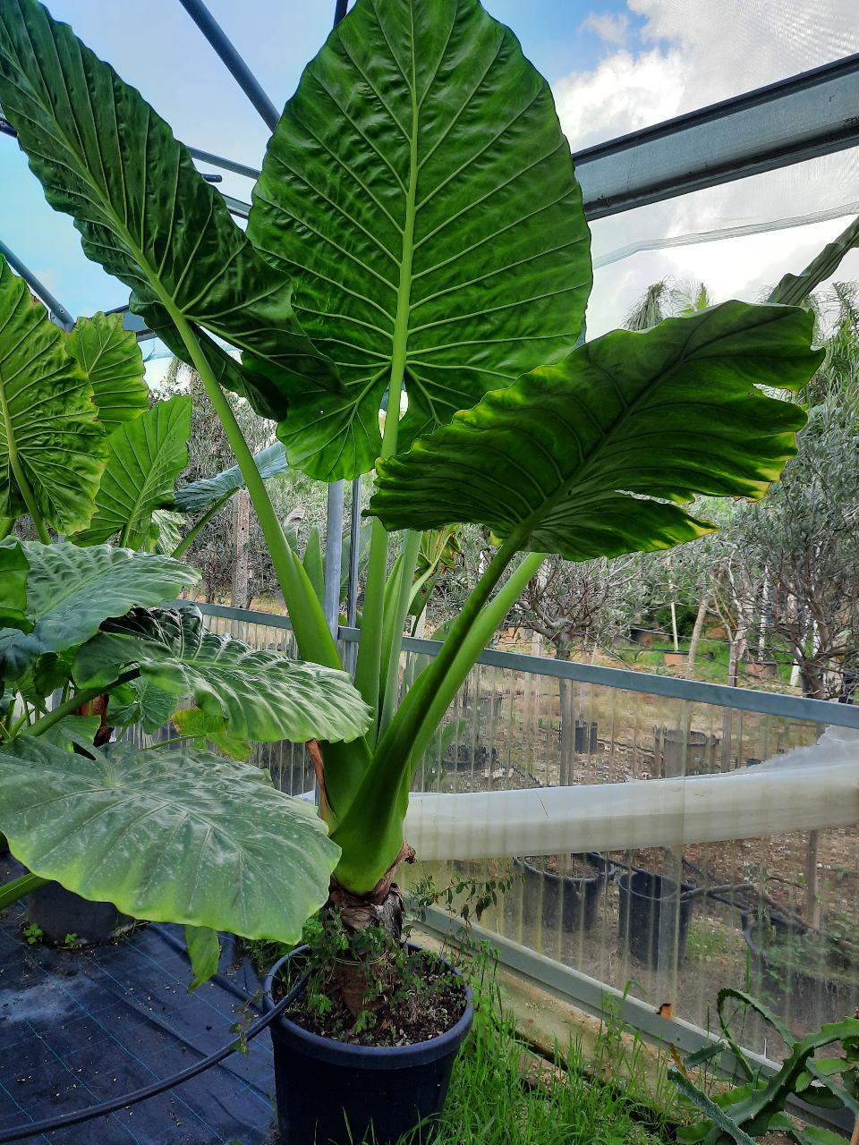 Alocasia, detta anche "orecchie di elefante" ORNAMENTALE vaso 60 - 70