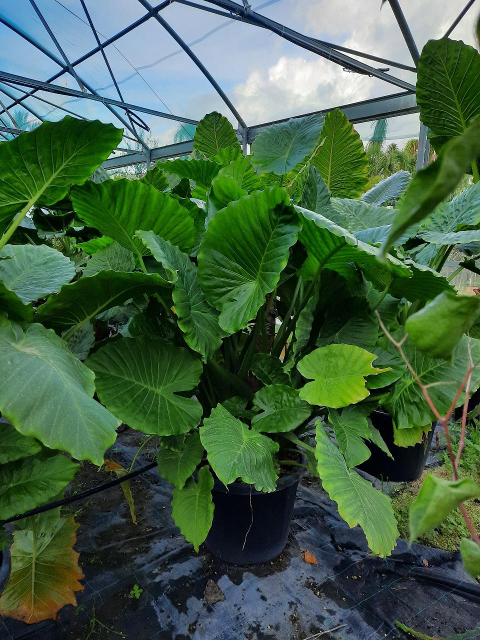 Alocasia, detta anche "orecchie di elefante" ORNAMENTALE vaso 60 - 70