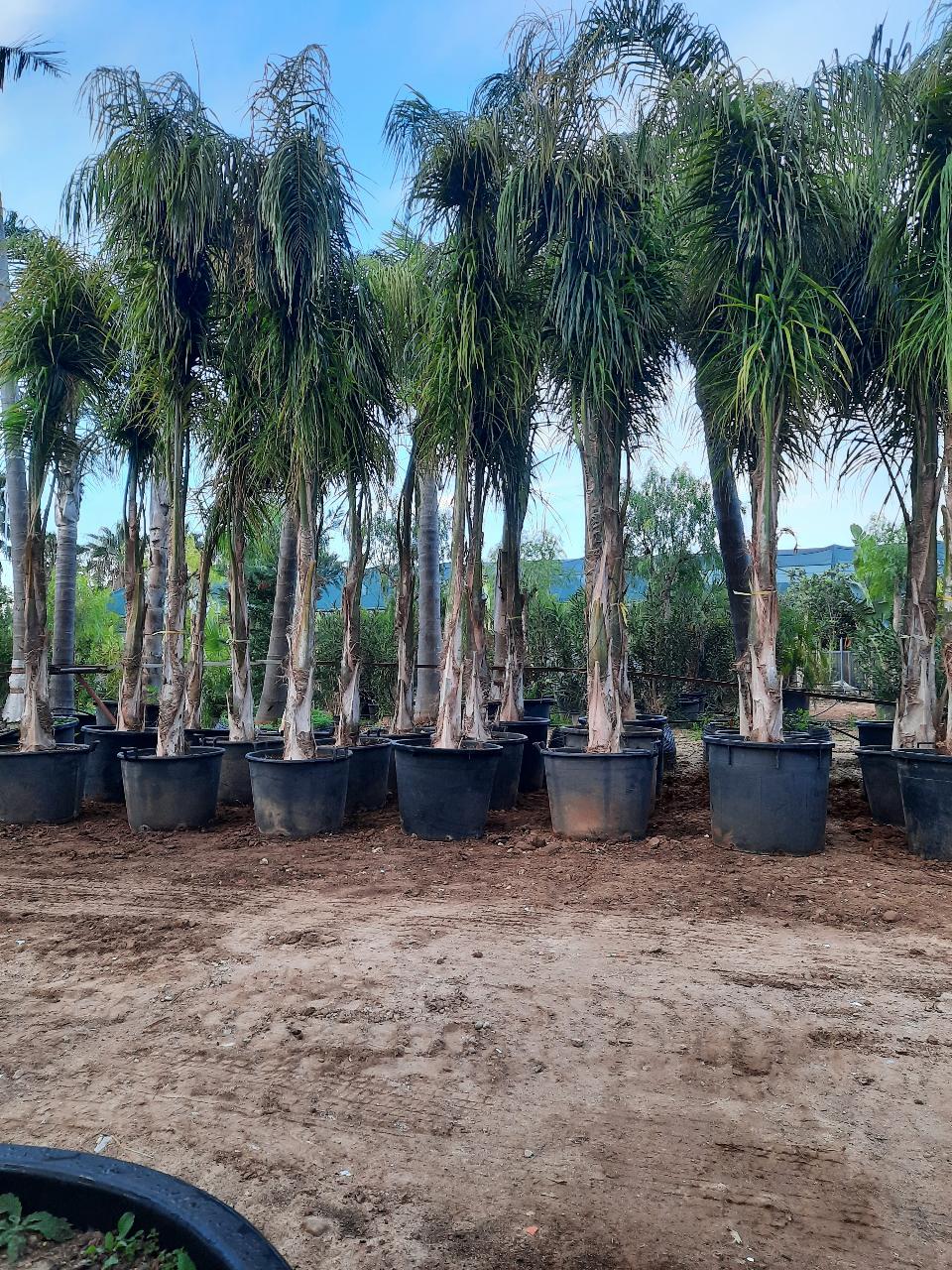COCUS PLUMOSA ORNAMENTALE VASO 130 L