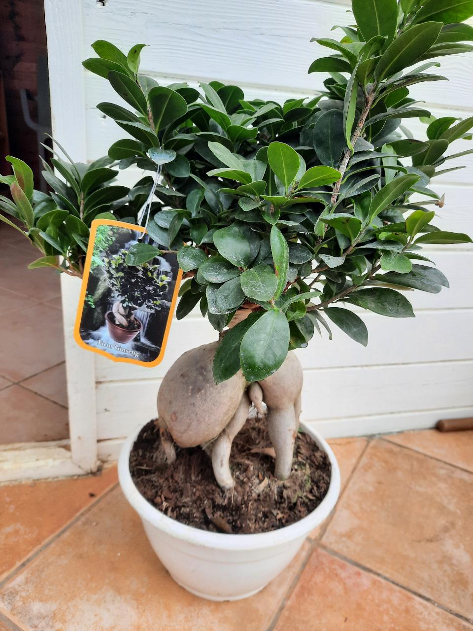 FICUS GINSENG BONSAI ORNAMENTALE BONSAI vaso 26 BIANCO