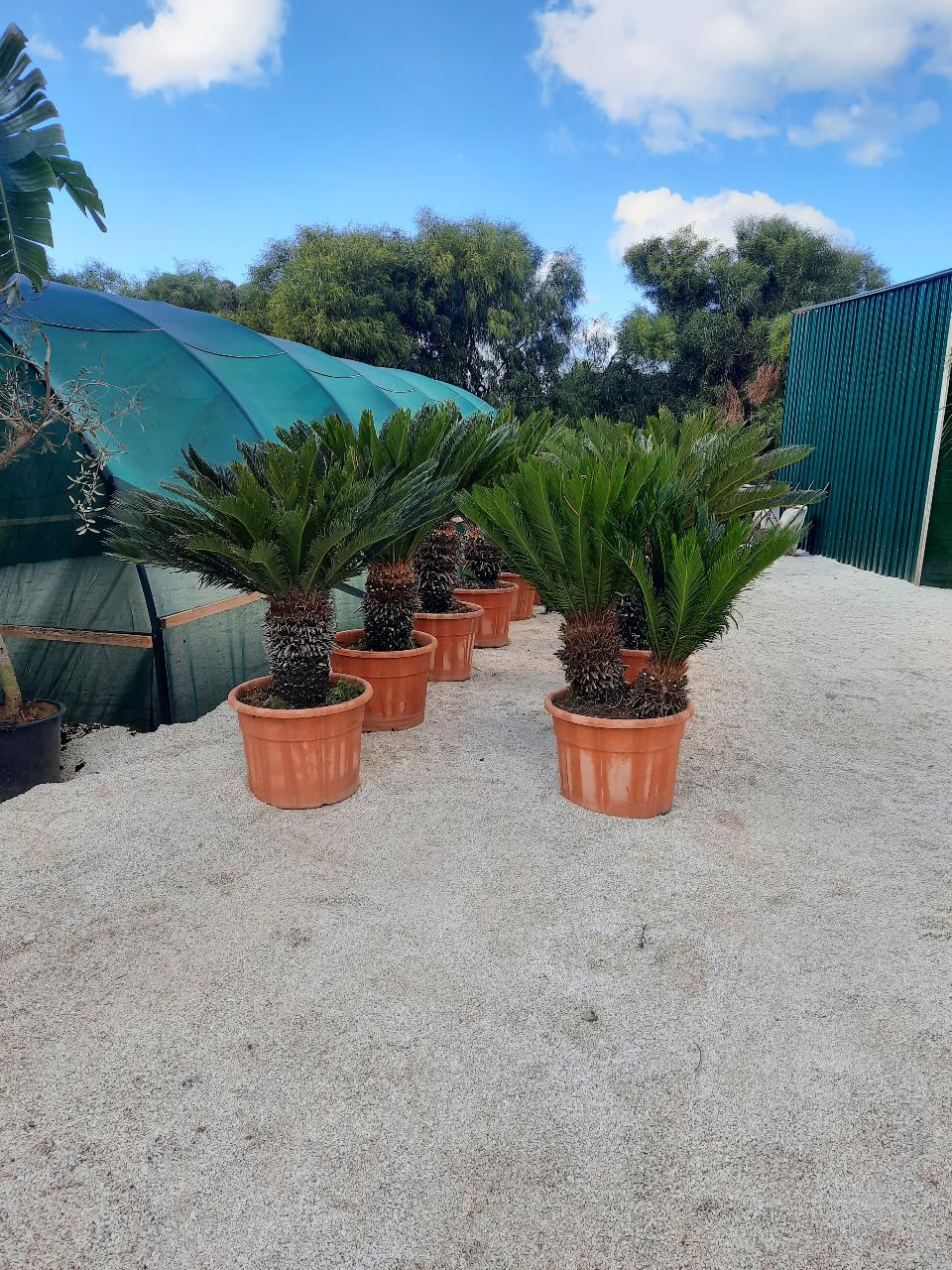 CYCAS REVOLUTA IN VASO ORNAMENTALE VASO ROSSO 40 - 45 L