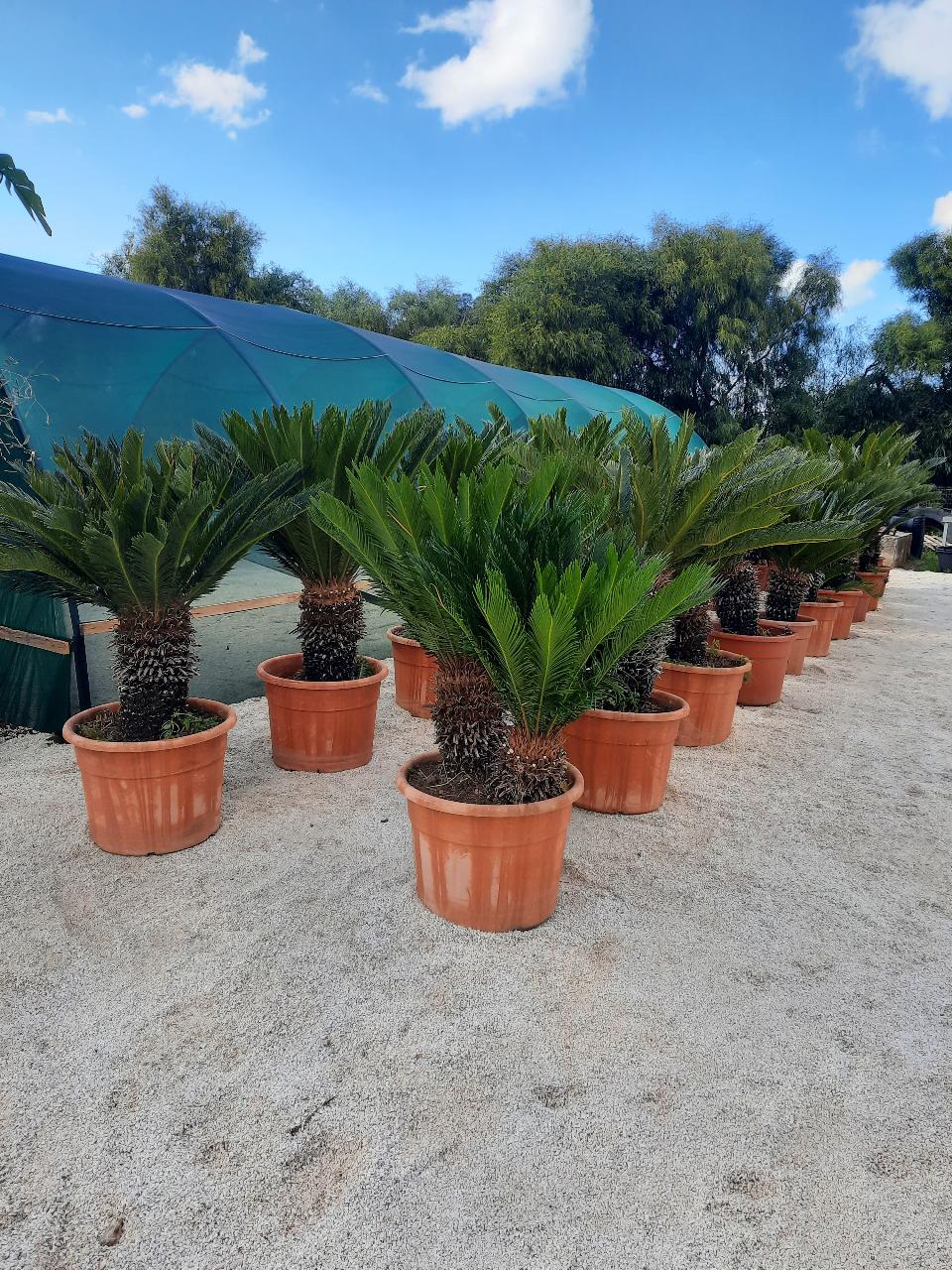 CYCAS REVOLUTA IN VASO ORNAMENTALE VASO ROSSO 40 - 45 L