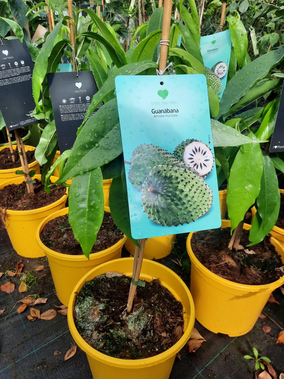 ANNONA MURICATA VASO albero vaso 26