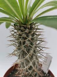 palma del Madagascar, ORNAMENTALE vaso 26/28