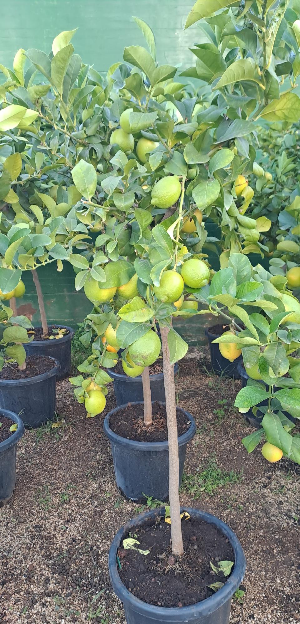 LIMONE FEMMINELLO SIRACUSANO AGRUME MASTELLO 30\35