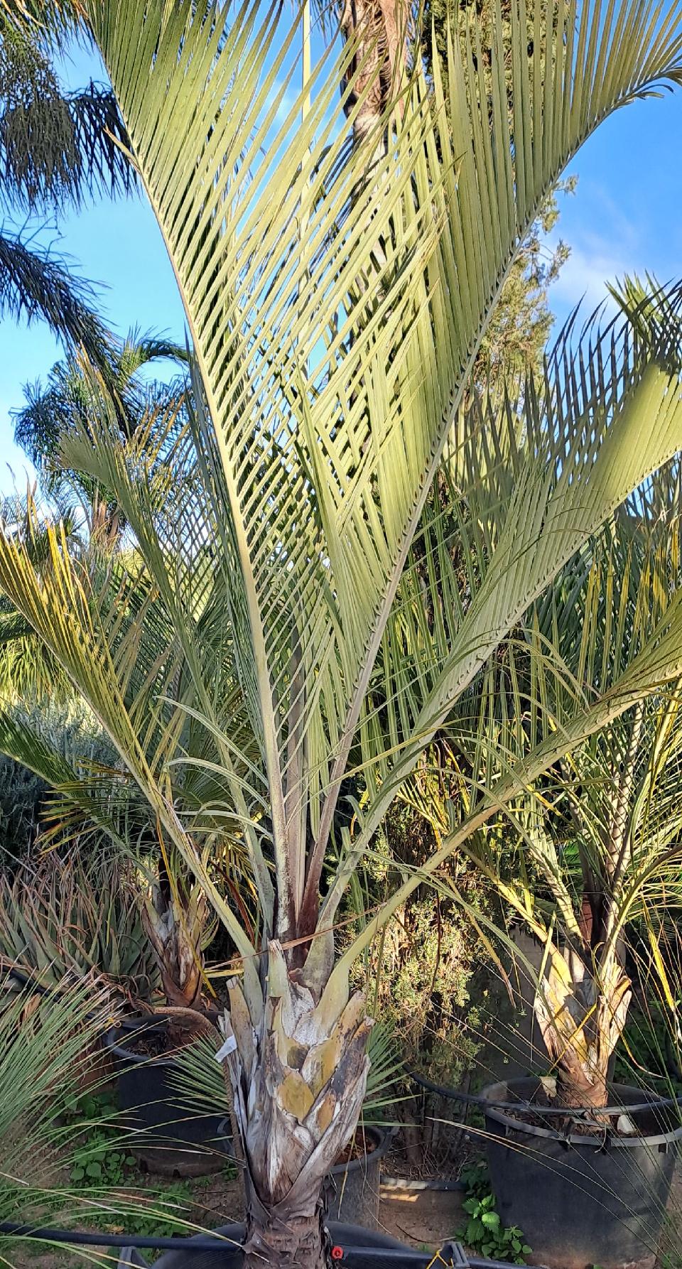 Dypsis decaryi in vaso ORNAMENTALE VASO 60/65 lt