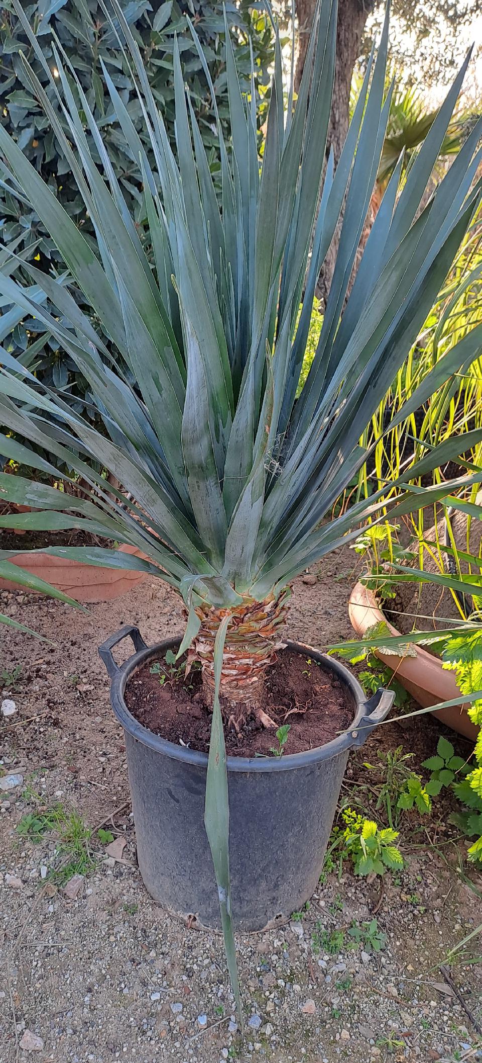 Dracaena draco IN VASO ORNAMENTALE VASO 35