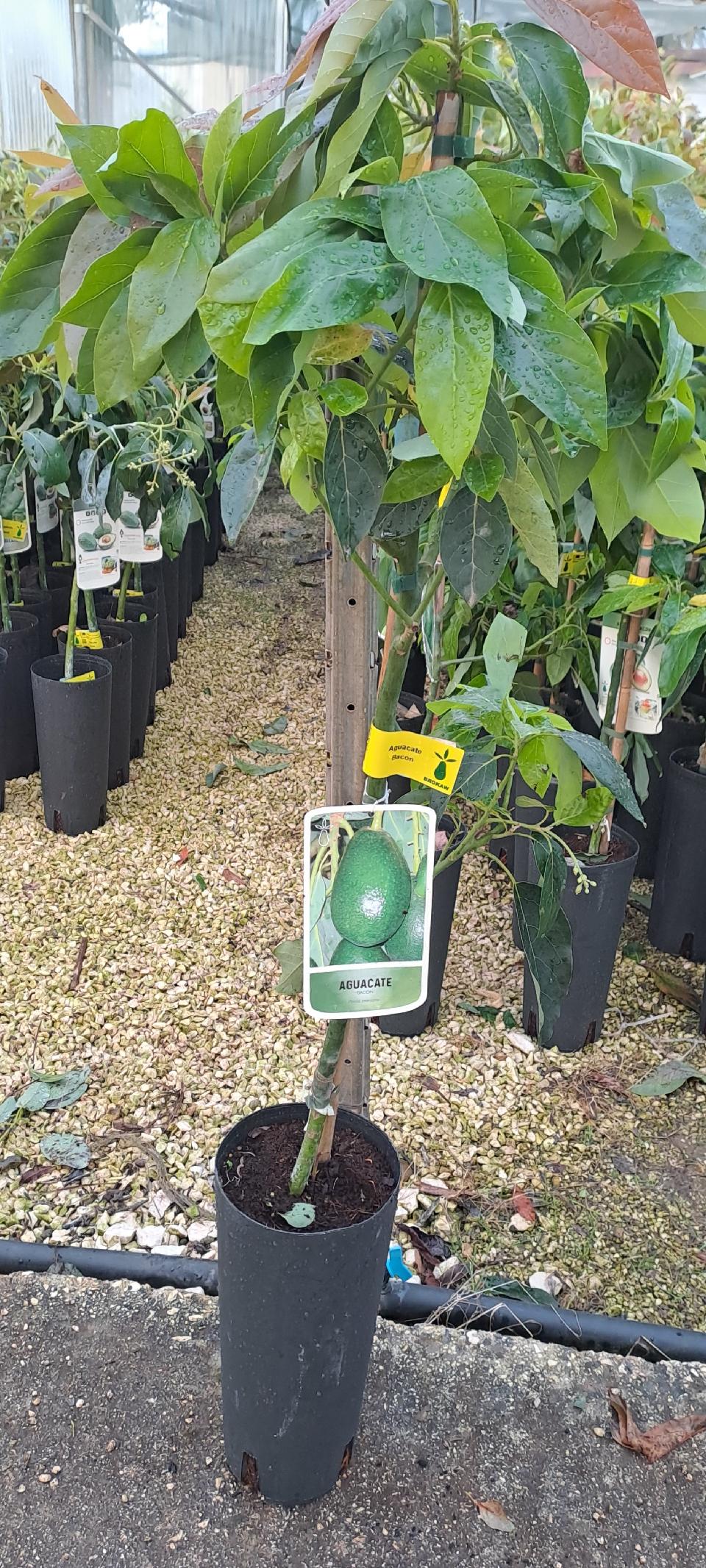 AVOCADO BACON albero impollinatore VASO CONICO 16 - 18