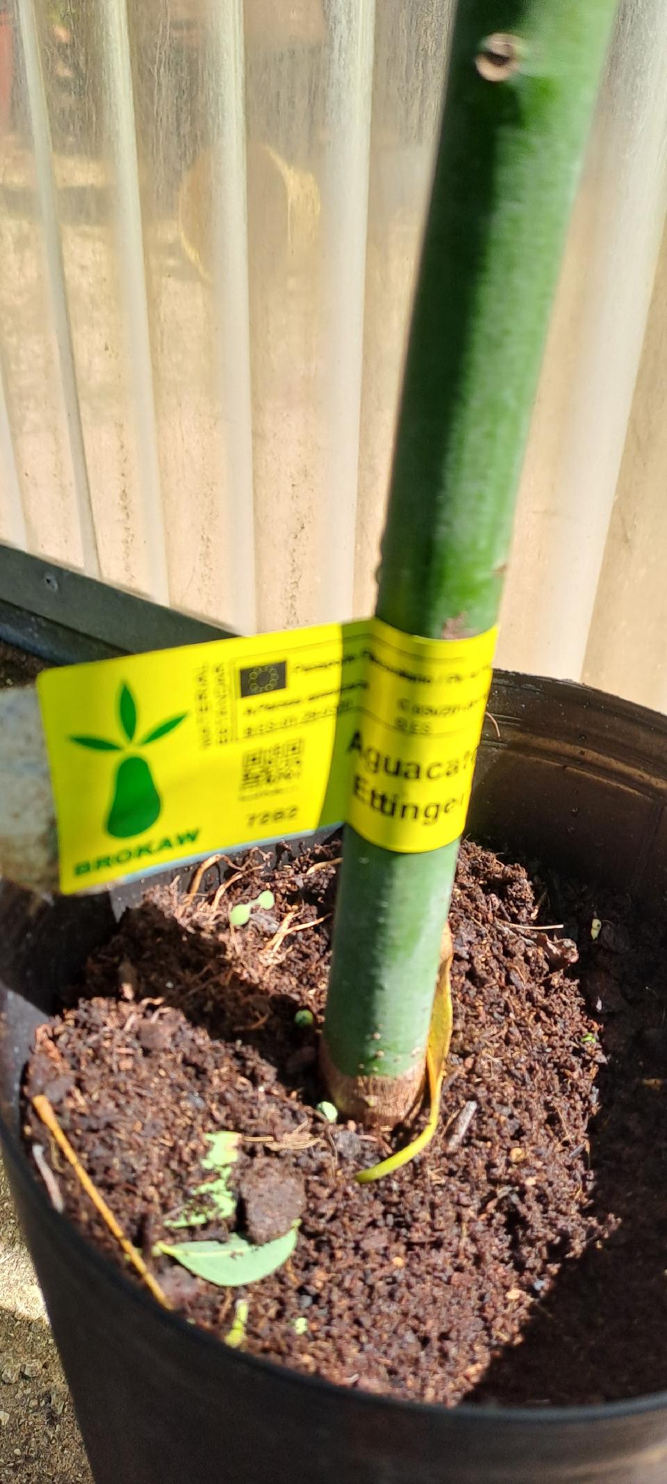 Ettinger AVOCADO GRUPPO B ALBERO TROPICALE VASO CONICO 16\18
