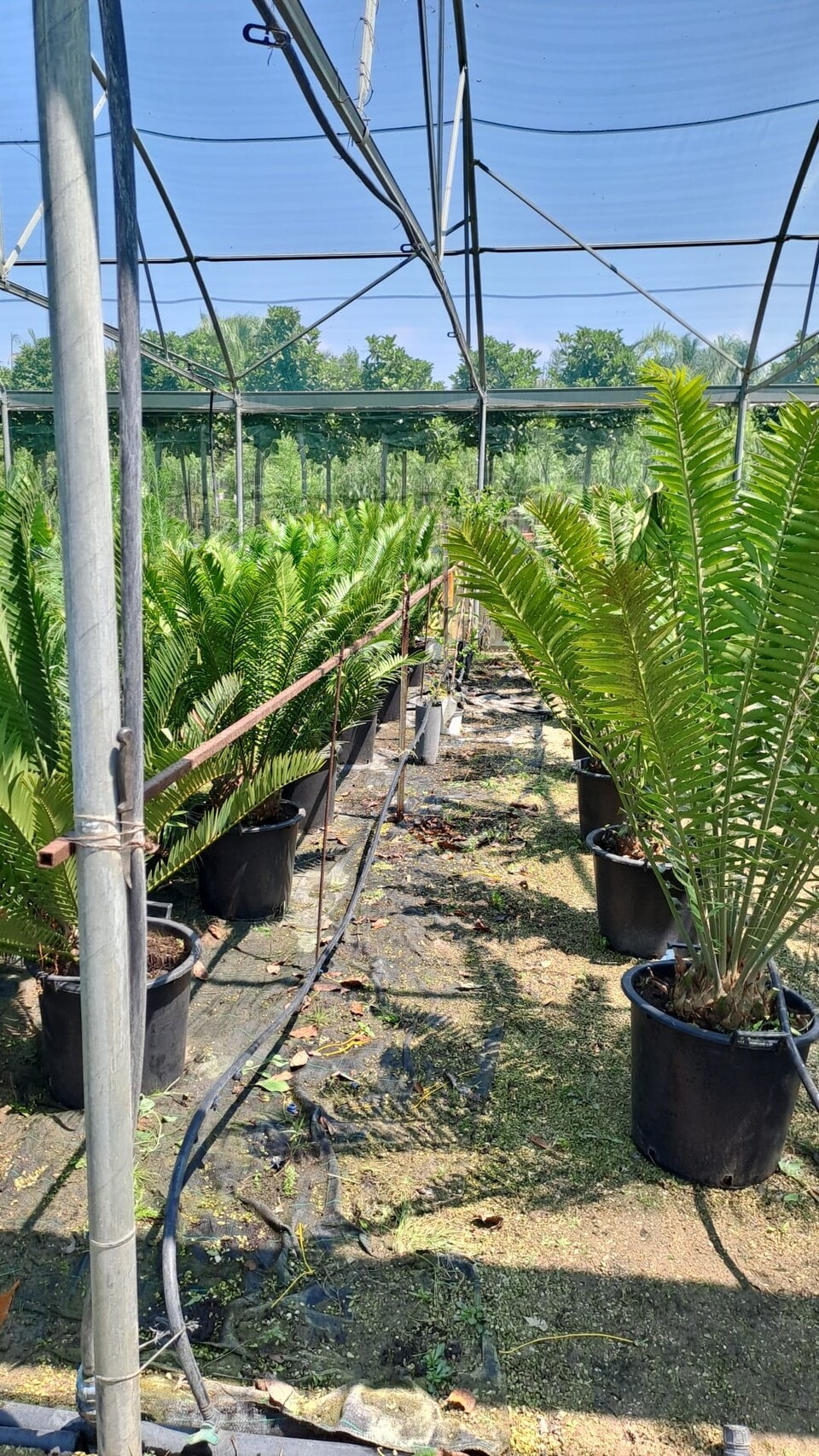 Encephalartos natalensis Pianta Ornamentale VASO 35