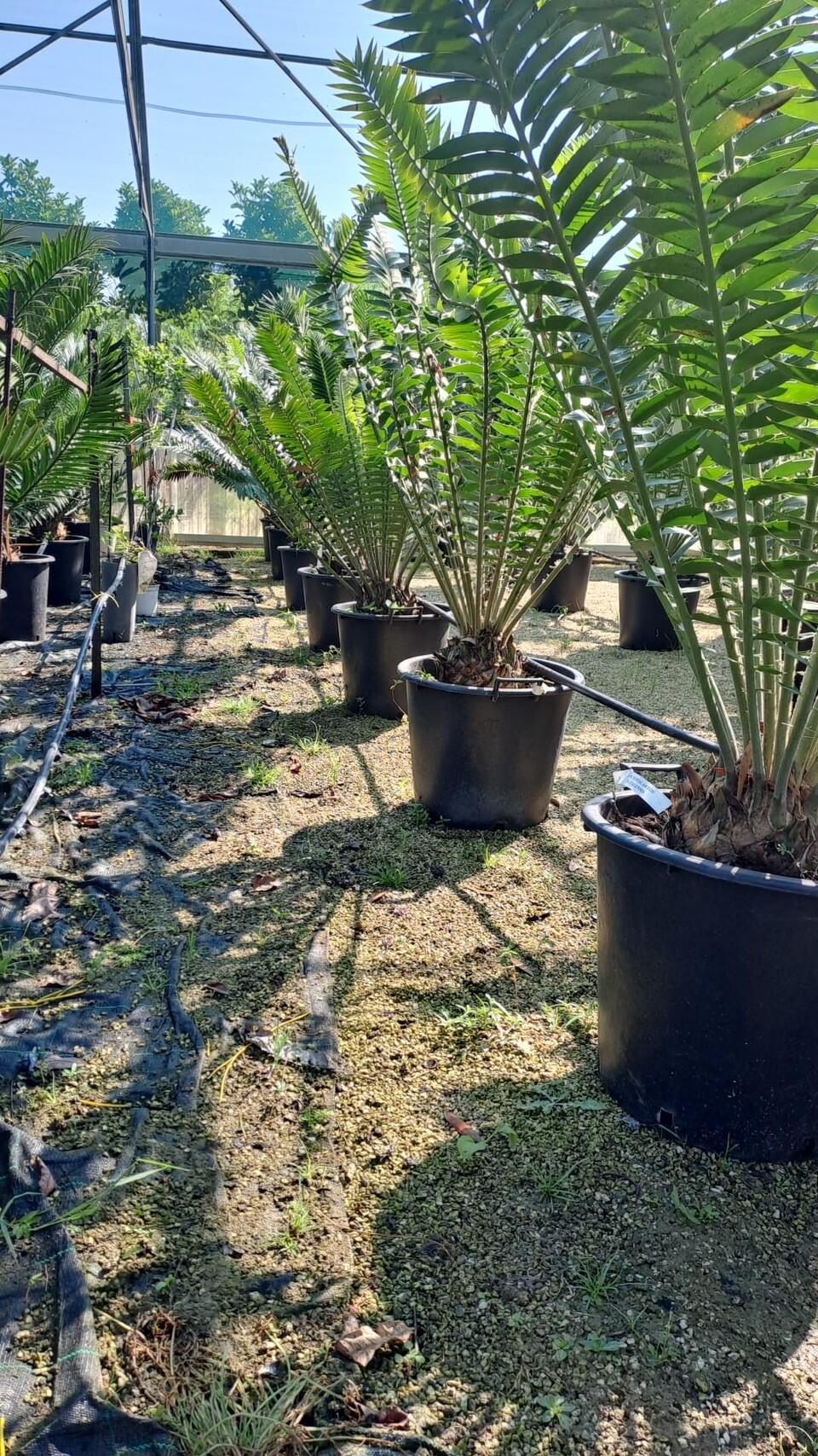 Encephalartos natalensis Pianta Ornamentale VASO 35
