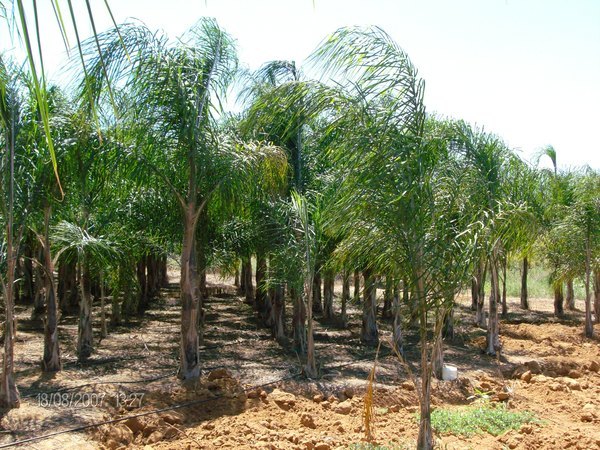 COCUS PLUMOSA ZOLLA ORNAMENTALE IN ZOLLA