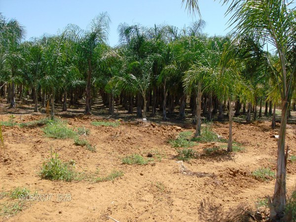 COCUS PLUMOSA ZOLLA ORNAMENTALE IN ZOLLA