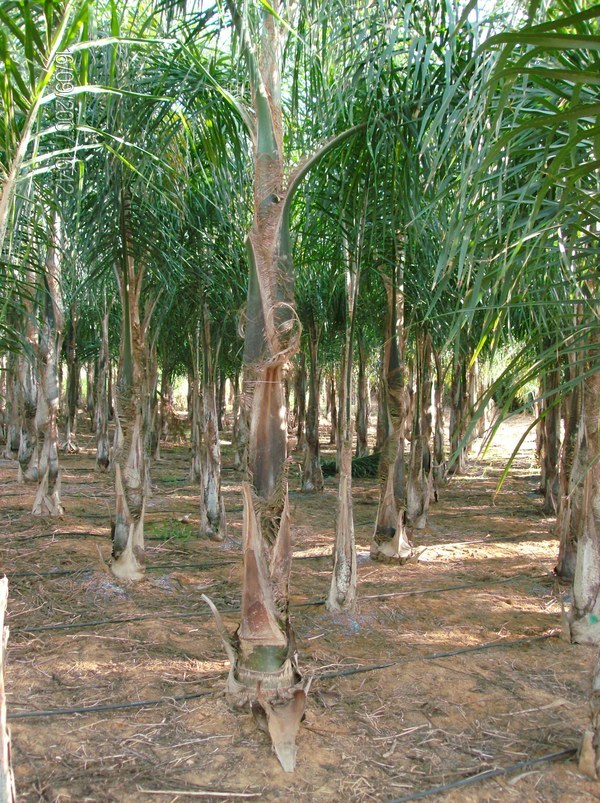 COCUS PLUMOSA ZOLLA ORNAMENTALE IN ZOLLA