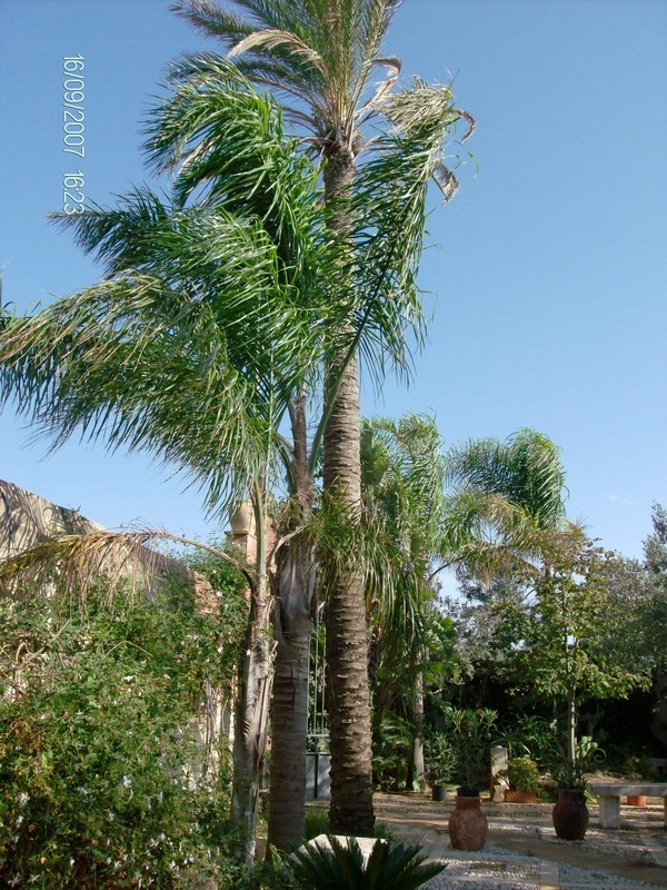 COCUS PLUMOSA ZOLLA ORNAMENTALE IN ZOLLA