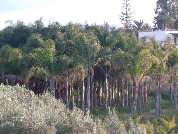 COCUS PLUMOSA ZOLLA ORNAMENTALE IN ZOLLA