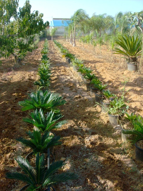 CYCAS REVOLUTA IN VASO ORNAMENTALE VASO ROSSO 40 - 45 L