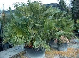 Chamaerops in vaso