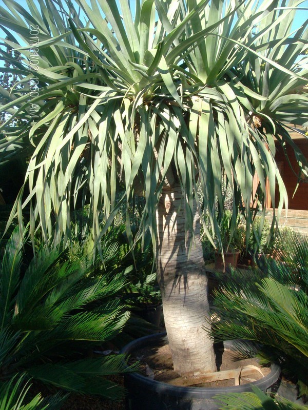 Dracaena draco IN VASO ORNAMENTALE VASO 200 L