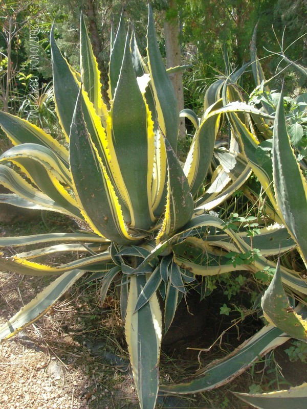 AGAVE VARIGATA IN VASO 28 - 30 ORNAMENTALE AGAVE VARIGATA GIALLA