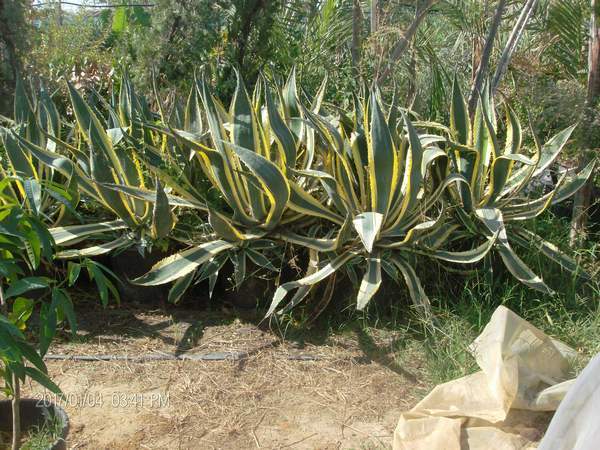 AGAVE VARIGATA IN VASO 28 - 30 ORNAMENTALE AGAVE VARIGATA GIALLA