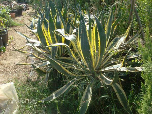 AGAVE VARIGATA IN VASO 28 - 30 ORNAMENTALE AGAVE VARIGATA GIALLA