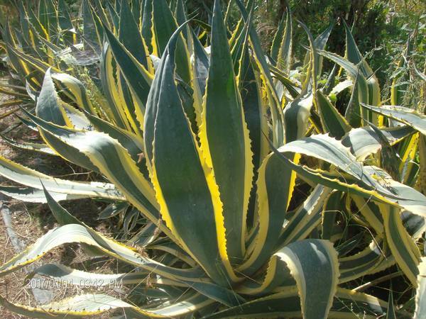 AGAVE VARIGATA IN VASO 28 - 30 ORNAMENTALE AGAVE VARIGATA GIALLA