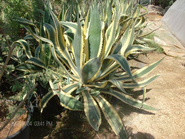 AGAVE VARIGATA IN VASO 28 - 30 ORNAMENTALE AGAVE VARIGATA GIALLA