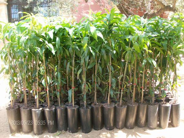 MANGO GLEEN albero innestato VASO CONICO 16\18