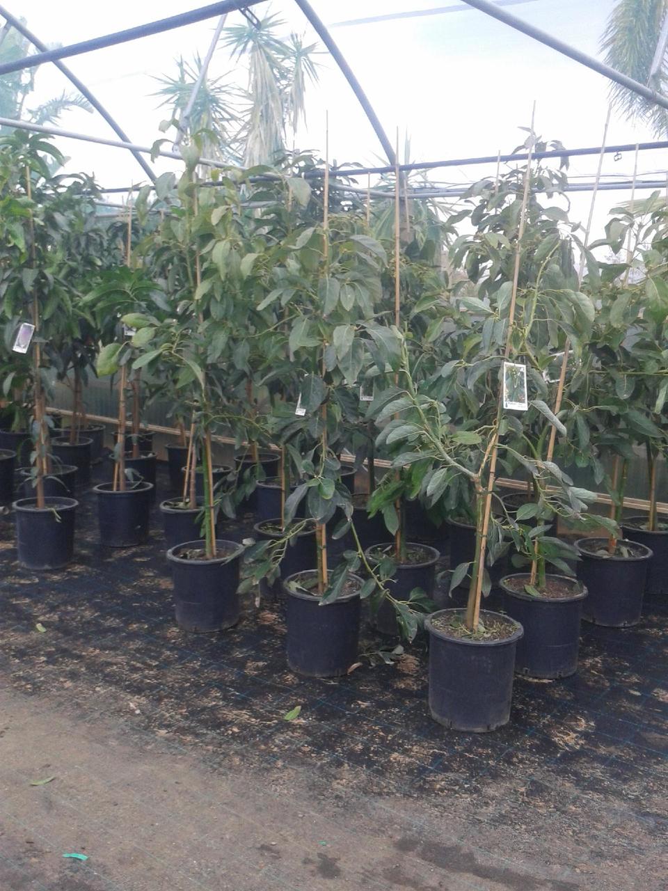 MANGO ALFONSO VARIETA ALFONSO INNESTATO VASO CONICO 16\18