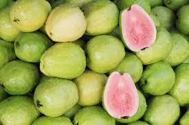 Guayaba O GUAVA ALBERO TROPICALE VASO CONICO 16 - 18