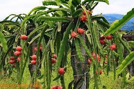 PITAYA  IN VASO PIANTA TROPICALE vaso 24 - 26