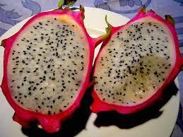 PITAYA  IN VASO PIANTA TROPICALE vaso 24 - 26