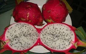 PITAYA  IN VASO PIANTA TROPICALE vaso 24 - 26