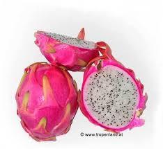 PITAYA  IN VASO PIANTA TROPICALE vaso 24 - 26