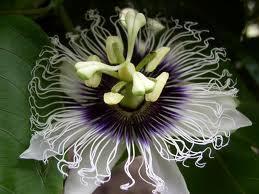 PASSIFLORA EDULIS RAMPICANTE vaso 26