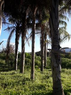 COCUS PLUMOSA DA ZOLLA ALT. 16 MT