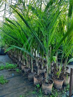 Cocus Plumosa vaso 20 ORNAMENTALE vaso 20
