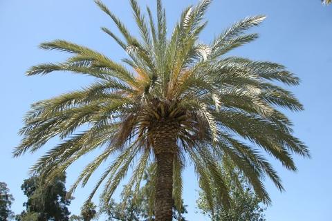 PALMA DATTILIFERA ORNAMENTALE da zolla 2mt tronco
