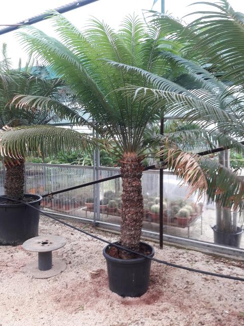 CYCAS CIRCINALIS IN VASO ORNAMENTALE VASO 50 - 60 L