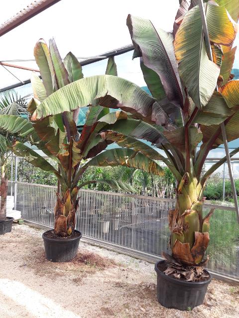 Musa Esente Murelli Pianta Ornamentale Musa Esente Murelli in Vaso 35