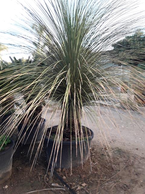 DASYLIRION LONGISSIMUM IN VASO  ORNAMENTALE VASO 200 L