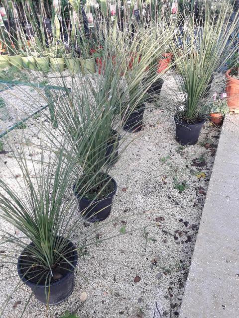 DASYLIRION LONGISSIMUM IN VASO  ORNAMENTALE VASO 200 L