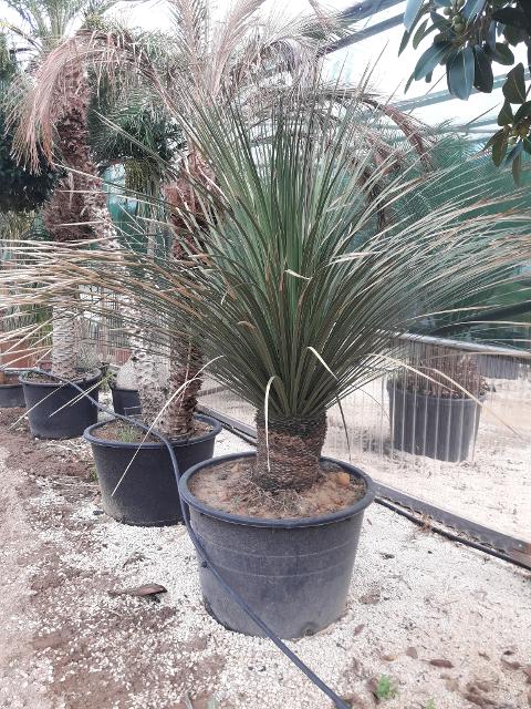DASYLIRION LONGISSIMUM IN VASO  ORNAMENTALE VASO 200 L