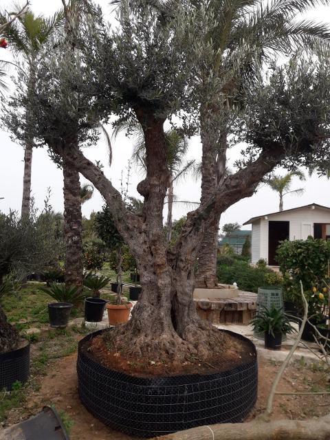 ULIVO RAMIFICATO A PALLA albero IN ZOLLA CON RETE