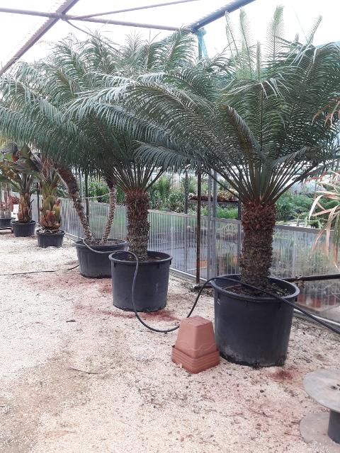 CYCAS CIRCINALIS IN VASO ORNAMENTALE VASO 50 - 60 L
