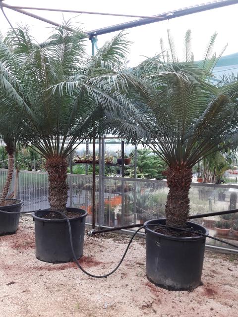 CYCAS CIRCINALIS IN VASO ORNAMENTALE VASO 50 - 60 L