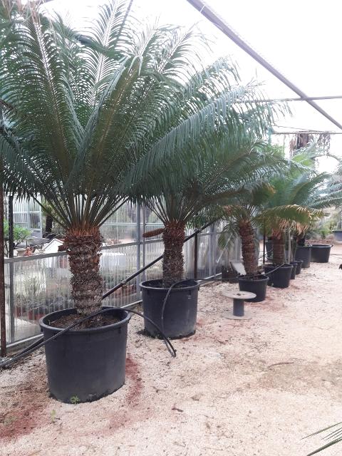 CYCAS CIRCINALIS IN VASO ORNAMENTALE VASO 50 - 60 L